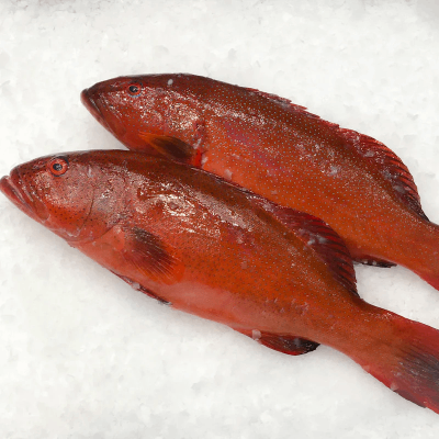 Coral Trout