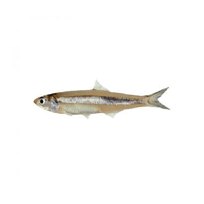 Indian Anchovies