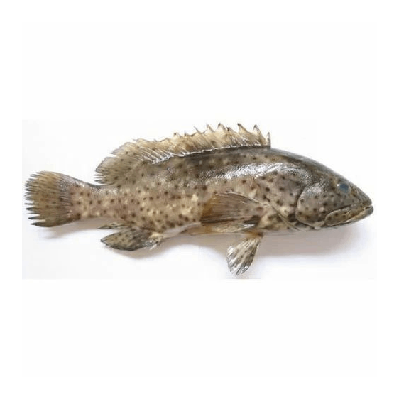 Malabar Reef Cod