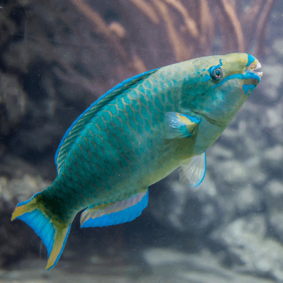 Parrot Fish