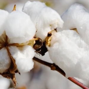 Raw Cotton