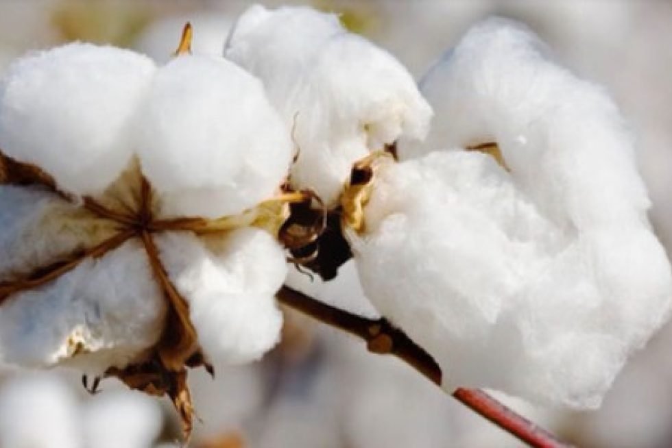 Raw Cotton