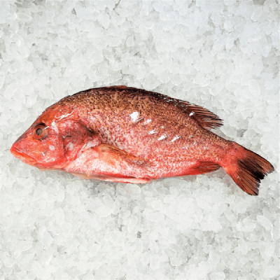 Red Snapper