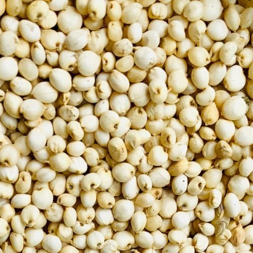 Sorghum ( Jowar )
