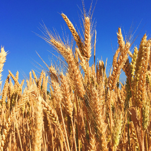 Wheat