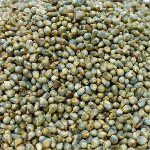 millet-bajra