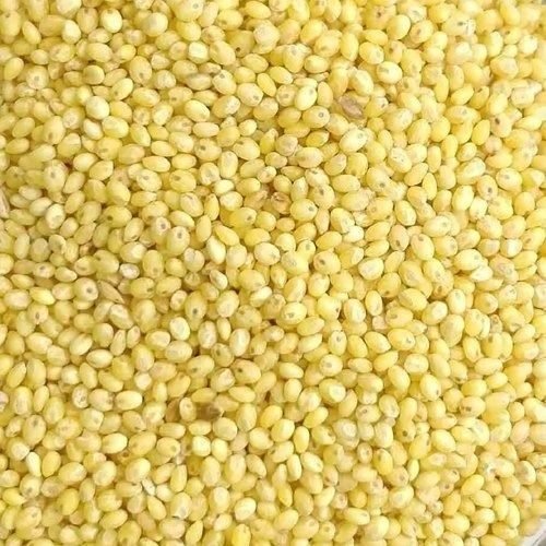 proso millet